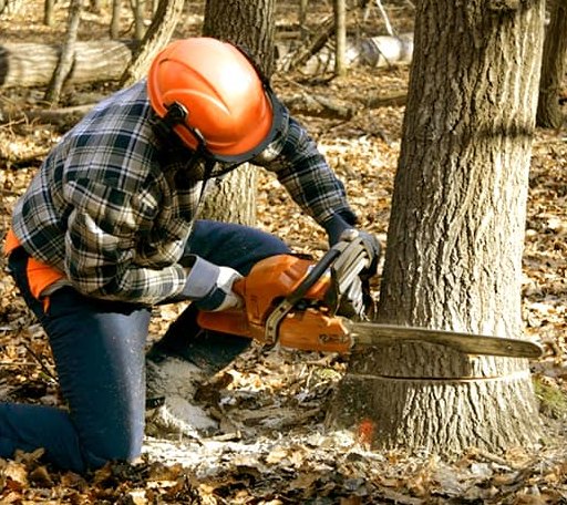 Tree Removal in Dublin, IN